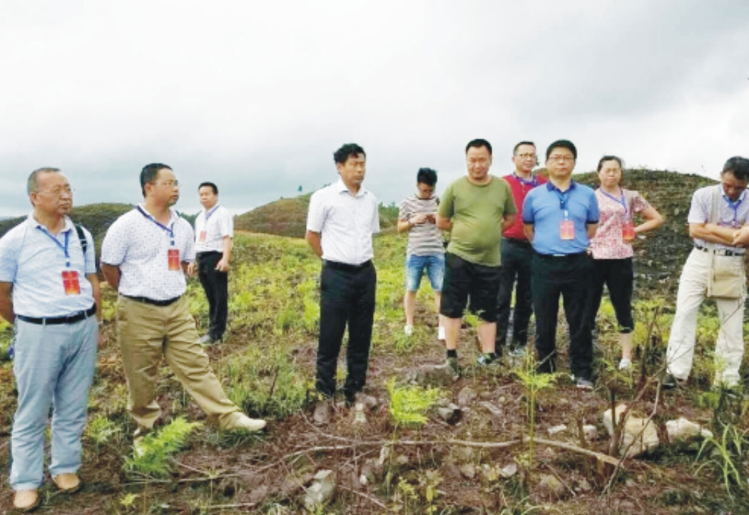縣人大常委副主任龍瑞林一行到雅水鎮(zhèn)視察白茶產業(yè)發(fā)展情況